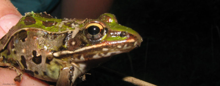 frog heart experiment graph